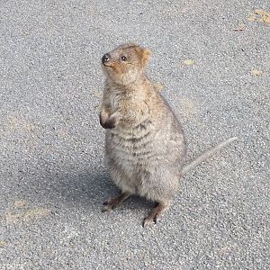 Friendly Quokka - Rottnest Island