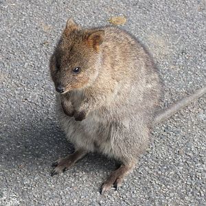 Quokka - Rottnest Island