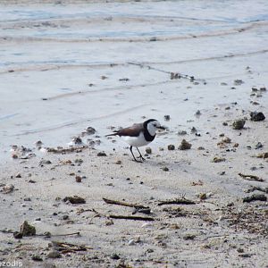White-fronted Chat - Rottnest Island