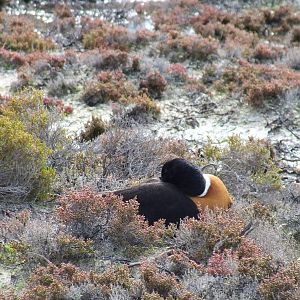 Australian Shelduck - Rottnest Island