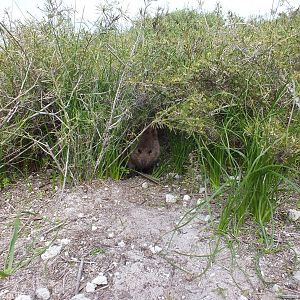 Quokka Hiding - Rottnest Island