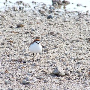 Red-capped Plover - Rottnest Island