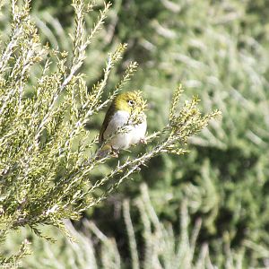 Silvereye - Rottnest Island