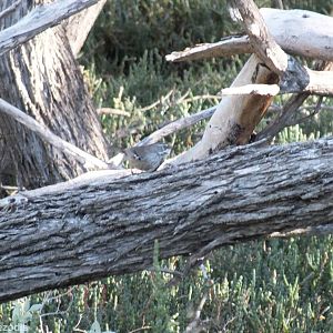 Spotted Scrubwren - Rottnest Island