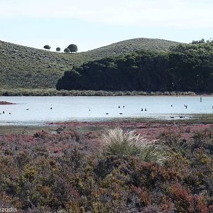 Lots of Shelducks - Rottnest Island