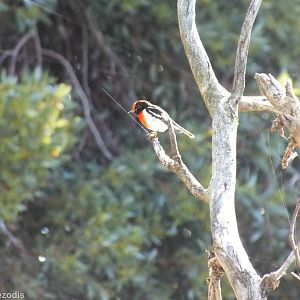 Red-capped Robin - Rottnest Island