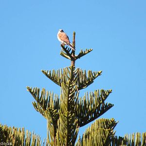 Australian Kestrel - Rottnest Island