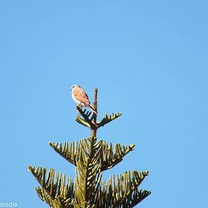 Australian Kestrel - Rottnest Island