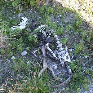 Quokka Skeleton - Rottnest Island