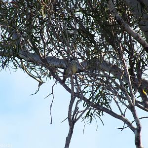 Spotted Scrubwren - Rottnest Island