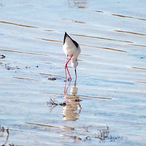 Pied Stilt - Rottnest Island