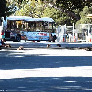 Lots of Quokkas on the Road - Rottnest Island
