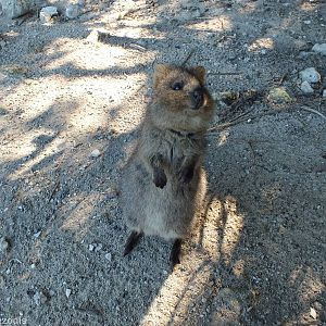 Friendly Quokka - Rottnest Island