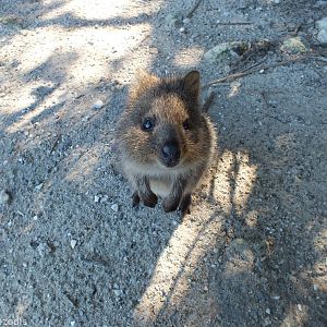 Quokka Investigates my Camera - Rottnest Island