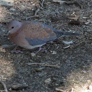 Laughing Dove - Rottnest Island