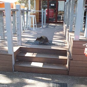Quokka in a Restaurant - Rottnest Island