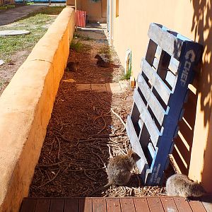 Alleyway Full Of Quokkas - Rottnest Island