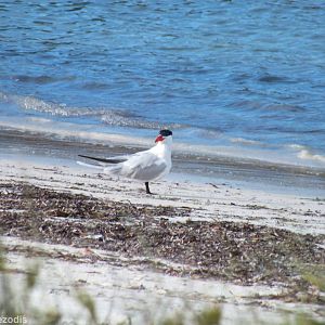 Caspian Tern - Rottnest Island