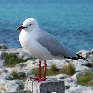 Silvery Gull - Rottnest Island