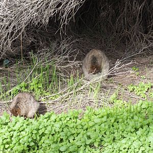 Quokka Mother and Young - Rottnest Island