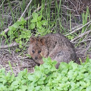 Young Quokka - Rottnest Island