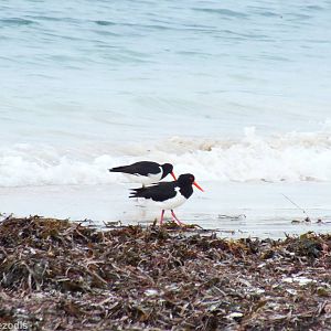 Australian Pied Oystercatchers - Rottnest Island