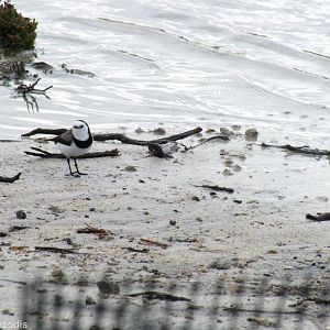 White-fronted Chat - Rottnest Island