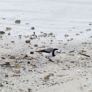 White-fronted Chat - Rottnest Island