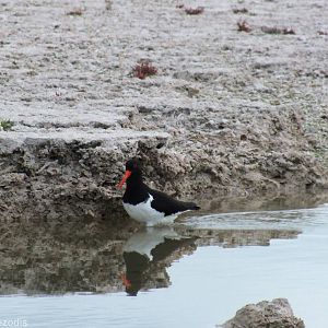 Australian Pied Oystercatcher - Rottnest Island