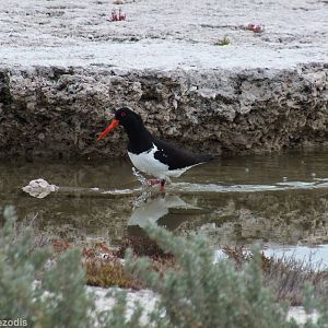 Australian Pied Oystercatcher - Rottnest Island