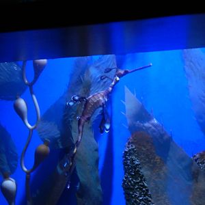 8/14/2016 - Weedy Sea Dragon