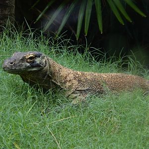 8/14/2016 - Komodo Dragon
