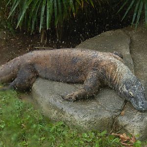 8/14/2016 - Komodo Dragon