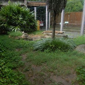 8/14/2016 - Third Komodo Dragon Habitat