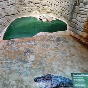 8/14/2016 - American Alligator Grotto