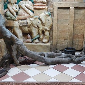 8/14/2016 - King Cobra Terrarium