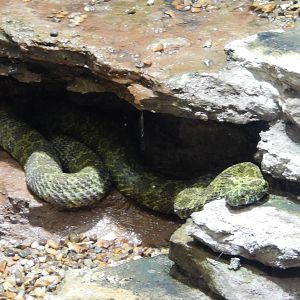 8/14/2016 - Mangshan Mountain Viper