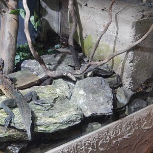 8/14/2016 - Philippine Sailfin Dragon Terrarium
