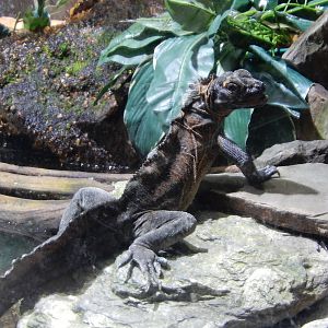 8/14/2016 - Philippine Sailfin Dragon
