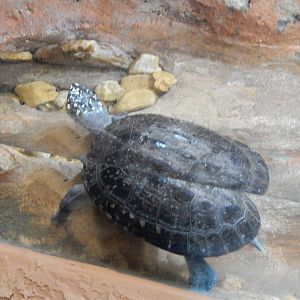 8/14/2016 - Pakistani Pond Turtle