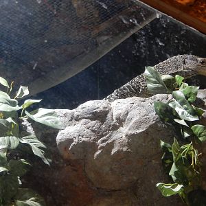 8/14/2016 - Crocodile Monitor