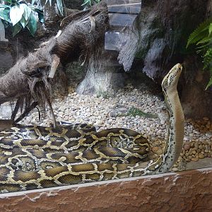 8/14/2016 - Burmese Python