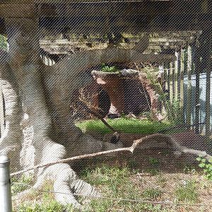 8/14/2016 - Yellow-casqued Hornbill Aviary