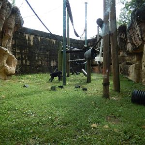 8/14/2016 - Outdoor Bonobo Habitat