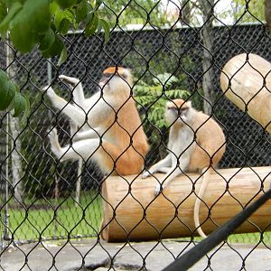 8/14/2016 - Patas Monkeys