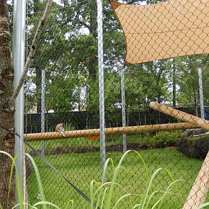 8/14/2016 - Patas Monkey Exhibit
