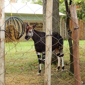 8/14/2016 - Okapi