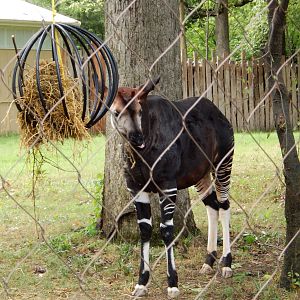 8/14/2016 - Okapi