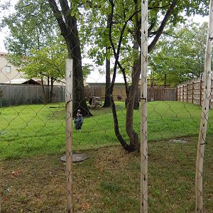 8/14/2016 - Nyala & Marabou Stork Exhibit