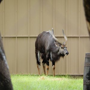 8/14/2016 - Nyala